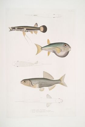 1. Beautiful Diplopterus, Diplopterus pulcher. Natural size ; 2. Smooth-headed Tetraodon, Tetraodon leiopleura. Indian Ocean