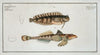 1. Blennius fasciatus; 2. Callionymus Dracunculus, The Sordid Dragoned.