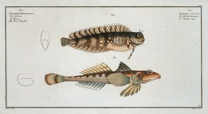 1. Blennius fasciatus; 2. Callionymus Dracunculus, The Sordid Dragoned.