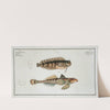 1. Blennius fasciatus; 2. Callionymus Dracunculus, The Sordid Dragoned. (1785-1797) by Marcus Elieser Bloch
