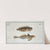 1. Blennius fasciatus; 2. Callionymus Dracunculus, The Sordid Dragoned. (1785-1797) by Marcus Elieser Bloch