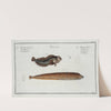1. Blennius Gunellus, The Butterfish; 2. Blennius Pholis, The Bulcard. by Marcus Elieser Bloch