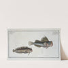 1. Blennius ocellaris, The Butterfly-fish; 2. Blennius Gattorugine. (1785-1797) by Marcus Elieser Bloch