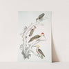 1. Brown Woodpecker, Picus Molluccensis. Male and Female; 2. Mahratta Woodpecker, Picus Mahrattensis. Male and Female. by John Edward Gray