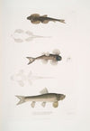 1. Bruce’s Balitora, Balitora Brucei. Mountain Stream. India ; 2. Spotted Balitora, Balitora maculata. Mountain Stream. India