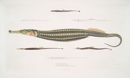 1. Carce Pipe Fish, Syngnathus Carce; 2. Banded Pipe Fish, Syngnathus faciatus; 3. Harwicke’s Pipe Fish, Syngnathus Hardwickii