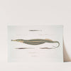 1. Carce Pipe Fish, Syngnathus Carce; 2. Banded Pipe Fish, Syngnathus faciatus; 3. Harwicke&#039;s Pipe Fish, Syngnathus Hardwickii by John Edward Gray