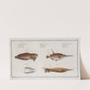 1. Centriscus Scolopax, The Snipe-Fish; 2. Centriscus Scutatus, The Knife Fish; (1785-1797) by Marcus Elieser Bloch