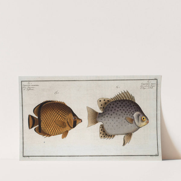 1. Chaetodon Argus; 2. Chaetodon vagabundus. (1785-1797) by Marcus Elieser Bloch