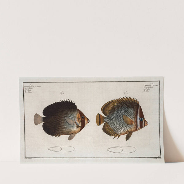 1. Chaetodon Collare, The Collar; 2. Chaetodon mesoleucus, The Mulatto. (1785-1797) by Marcus Elieser Bloch