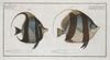 1. Chaetodon macrolepidotus; 2. Chaetodon cornutus.