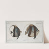 1. Chaetodon macrolepidotus; 2. Chaetodon cornutus. (1785-1797) by Marcus Elieser Bloch