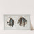 1. Chaetodon macrolepidotus; 2. Chaetodon cornutus. (1785-1797) by Marcus Elieser Bloch