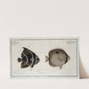 1. Chaetodon unimaculatus; 2. Chaetodon arcuatus, The Arc-Fish. (1785-1797) by Marcus Elieser Bloch