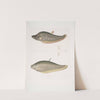 1. Chitala Mystus, Mystus Chitala; 2. Kapirat Mystus, Mystus Kapirat. by John Edward Gray