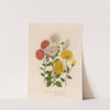 1. Chrysanthemum indicum armeniacum [and] 2. Chrysanthemum album tubulosum [and] 3. Chrysanthemum flavum sulphureum (1818-1824) by Gaetano Savi