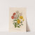 1. Chrysanthemum indicum armeniacum [and] 2. Chrysanthemum album tubulosum [and] 3. Chrysanthemum flavum sulphureum (1818-1824) by Gaetano Savi