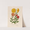 1.Chrysanthemum indicum luteo-ochraceum [and] 2. Chrysanthemum indicum luteo granatinum [and] 3. Chrysanthemum indicum flavum-aureum (1818-1824) by Gaetano Savi