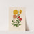 1.Chrysanthemum indicum luteo-ochraceum [and] 2. Chrysanthemum indicum luteo granatinum [and] 3. Chrysanthemum indicum flavum-aureum (1818-1824) by Gaetano Savi