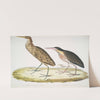 1. Cinnamon Heron, Ardea cinnamonea; 1. Yellow necked Heron, Ardea flavicollis. by John Edward Gray