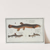 1. Cobitis Fossilis, The Muddy-Loach; 2. Cobitis Taenia, The Ribban-Loach; 3. Cobitis Bartula, The Bearded-Loach. by Marcus Elieser Bloch