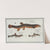 1. Cobitis Fossilis, The Muddy-Loach; 2. Cobitis Taenia, The Ribban-Loach; 3. Cobitis Bartula, The Bearded-Loach. by Marcus Elieser Bloch