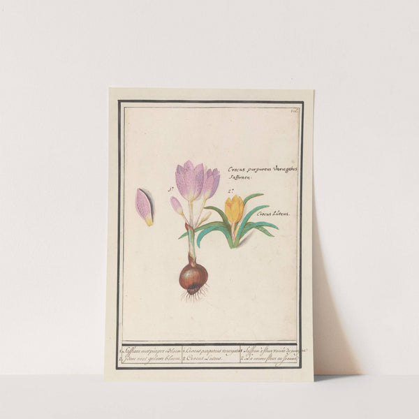 1. Corcus purpereus variegatus 2. Corcus Lutens. (1596-1610) by Anselmus Boëtius de Boodt