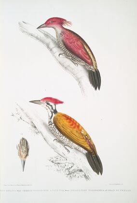 1. Crimson Woodpecker, Picus mineatus; 2. Indian three-toed Woodpecker, Picus Tiga; 3. A head of Female.