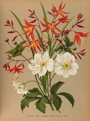 1.Crocosmia Aurea. 2.Anemone Japonica. Honorine Jobert. (1872-1881)