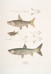 1. Dr. Hamilton’s Tor Carp, Tor Hamiltonii; 2. Alpar Carp, Chela Alpar; 3. Elanga Carp, Bengala Elanga.