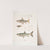 1. Dr. Hamilton&#039;s Tor Carp, Tor Hamiltonii; 2. Alpar Carp, Chela Alpar; 3. Elanga Carp, Bengala Elanga. by John Edward Gray