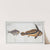1. Eques americanus, The Ribban-Fish; 2. Scomber Kleinii, Klein&#8217;s Mackrel. (1785-1797) by Marcus Elieser Bloch