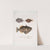 1. Eyed Balistes, Balistes oculatus; 2. Amboina Balistes, Balistes Ambomensis [Amboinensis] by John Edward Gray