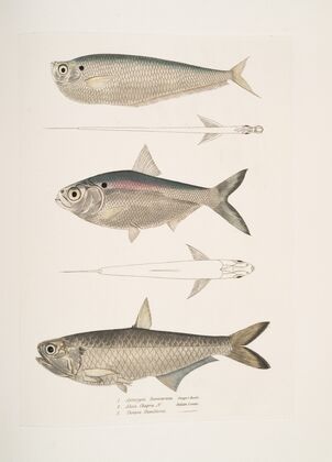 1. Finless Ramcarata, Apterygia Ramacarata; 2. Chapra Shad, Alosa Chapra; 3. Dr. Hamilton’s Long Jawed Herring, Thrissa Hamiltonii.