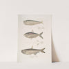 1. Finless Ramcarata, Apterygia Ramacarata; 2. Chapra Shad, Alosa Chapra; 3. Dr. Hamilton&#039;s Long Jawed Herring, Thrissa Hamiltonii. by John Edward Gray