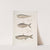 1. Finless Ramcarata, Apterygia Ramacarata; 2. Chapra Shad, Alosa Chapra; 3. Dr. Hamilton&#039;s Long Jawed Herring, Thrissa Hamiltonii. by John Edward Gray