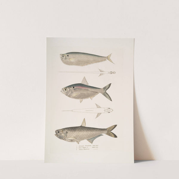 1. Finless Ramcarata, Apterygia Ramacarata; 2. Chapra Shad, Alosa Chapra; 3. Dr. Hamilton&#039;s Long Jawed Herring, Thrissa Hamiltonii. by John Edward Gray