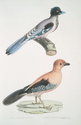 1. Gular Jay, Garrulus gularis; 2. Beautiful Jay, Garrulus ornatus. Natural size.