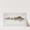 1. Gymnocephalus Schratser, the Schratser; 2. Gymnocephalus argenteus, The Siver-Bald. (1785-1797) by Marcus Elieser Bloch