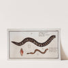 1. Gymnothorax catenatus, The Chain-Fish; 2. Petromyzon agrenteus, The Silver-Lamprey. (1785-1797) by Marcus Elieser Bloch