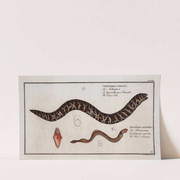 1. Gymnothorax catenatus, The Chain-Fish; 2. Petromyzon agrenteus, The Silver-Lamprey. (1785-1797) by Marcus Elieser Bloch