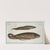 1. Gymnotus brachiurus; 2. Gymnotus Carapo. (1785-1797) by Marcus Elieser Bloch