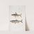 1. Hamilton&#039;s Carp, Cyprinus (Bangana) Hamiltonii. Nat. size ; 2. Goha Carp, Cyprinus (Leuciscus) Goha by John Edward Gray
