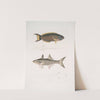1. Hardwicke&#039;s Julis, Julis Hardwickii; 2. Short-rayed Paradise Fish, PolynemusTeria. by John Edward Gray