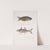 1. Hardwicke&#039;s Julis, Julis Hardwickii; 2. Short-rayed Paradise Fish, PolynemusTeria. by John Edward Gray