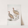 1. Hepburn&#039;s Francolin, Perdix Hepburnii; 2. Perdix Hepburnii, var. Pallida odypore. by John Edward Gray