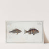 1. Hoocentrus striatus, The streaked Holocentre; 2. Holocentrus Argentinus, The Silver-Holocentre. (1785-1797) by Marcus Elieser Bloch