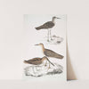 1. Horsfield&#039;s Snipe, Scolopax Horsfieldii; 2. Indian Sandpiper. by John Edward Gray