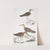 1. Horsfield&#039;s Snipe, Scolopax Horsfieldii; 2. Indian Sandpiper. by John Edward Gray