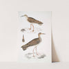 1. Indian Sandpiper, Totanus Indicus; 2. Bhegondee [Bhegondic] Snipe, Limosa Hardwickii. by John Edward Gray